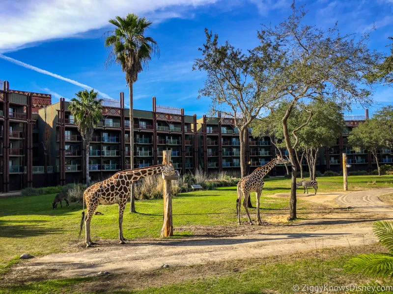 Giraffes on the savanna at Disney's Animal Kingdom Lodge