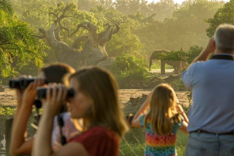 elephant tour animal kingdom