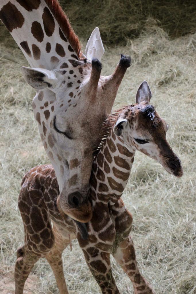 2 Baby Giraffes Born in Disney's Animal Kingdom | Ziggy Knows Disney