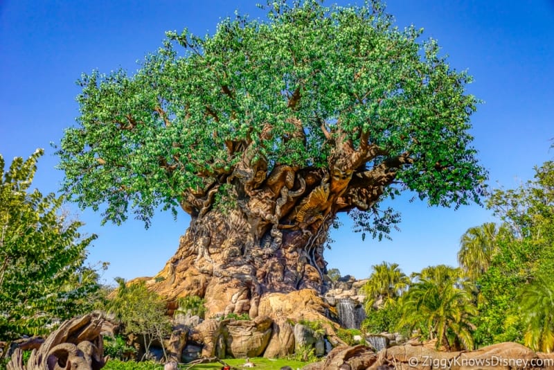 Animal Kingdom Attractions Reduced Operating Hours