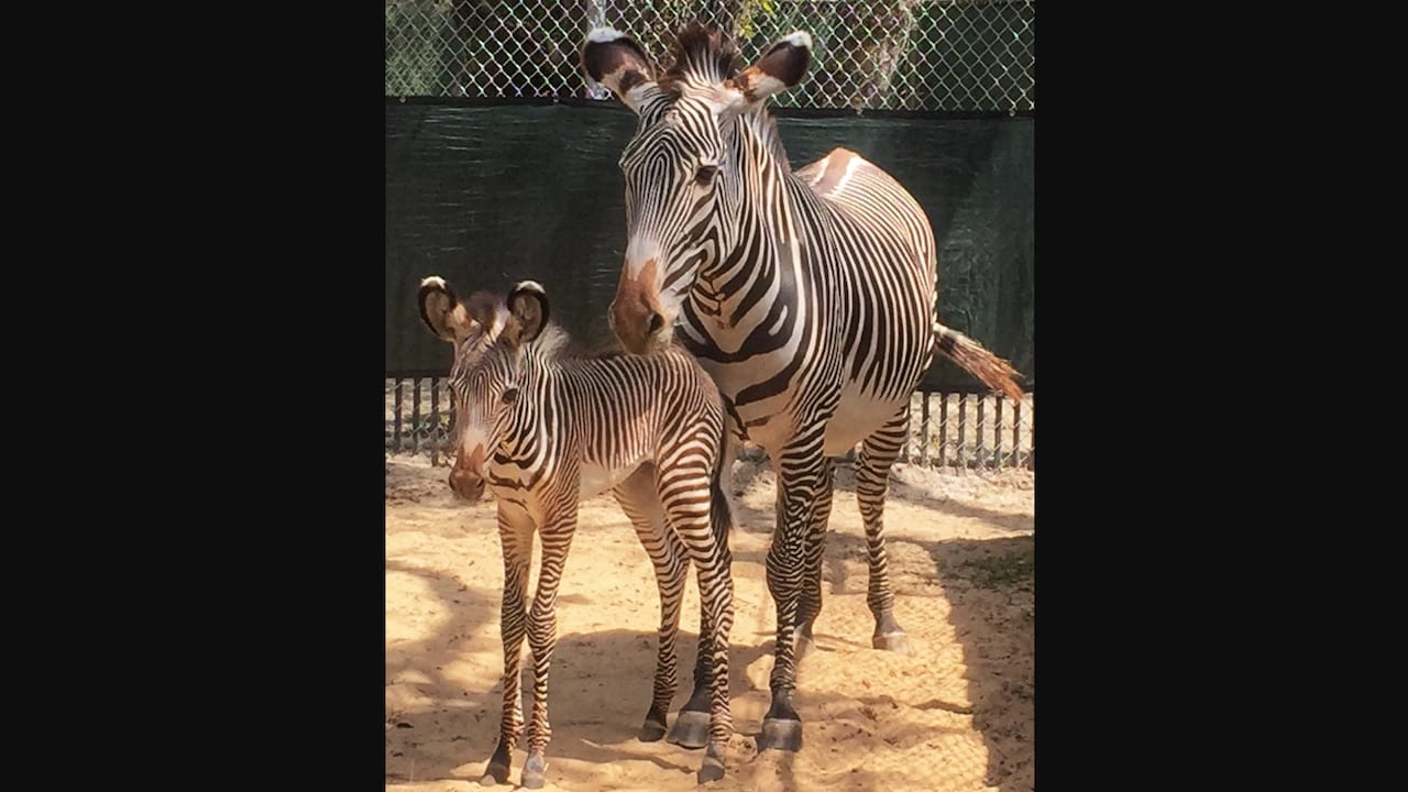 Two Baby Zebras Born in Disney's Animal Kingdom Park