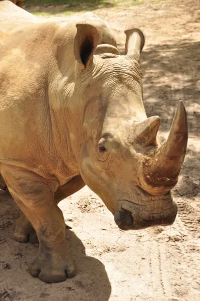 Up Close with Rhinos tour coming to Disney's Animal Kingdom