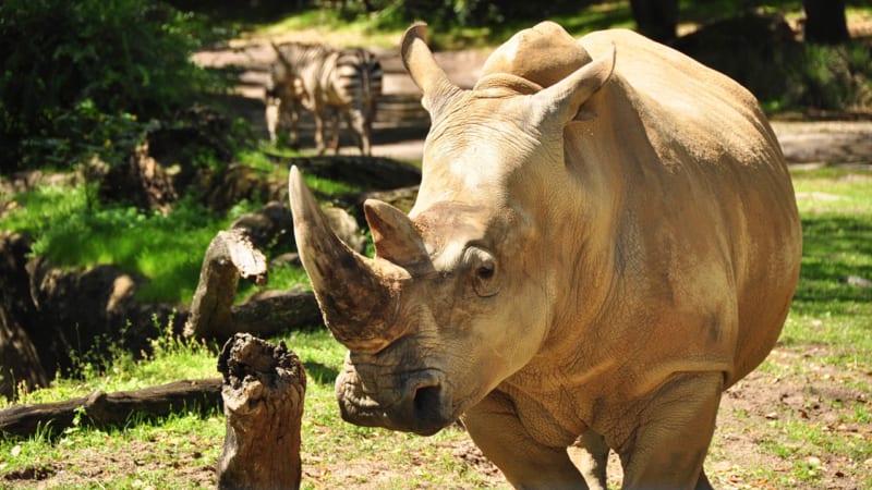 Up Close with Rhinos tour coming to Disney's Animal Kingdom