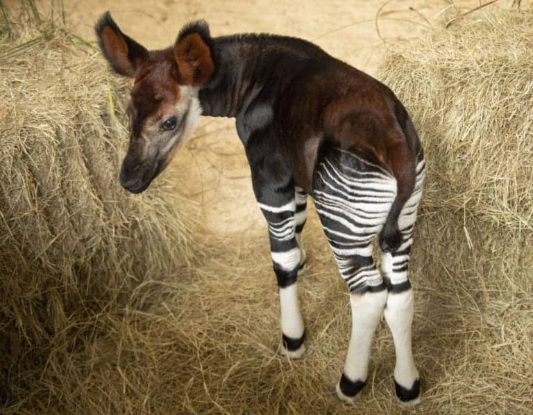 Baby Okapi Born in Disney's Animal Kingdom Lodge on World Okapi Day