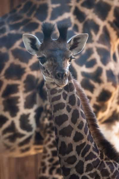 Disney's Newest Giraffe Calf Needs a Name Animal Kingdom