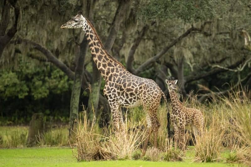 Meet Amira the Newest Calf in Disney's Animal Kingdom