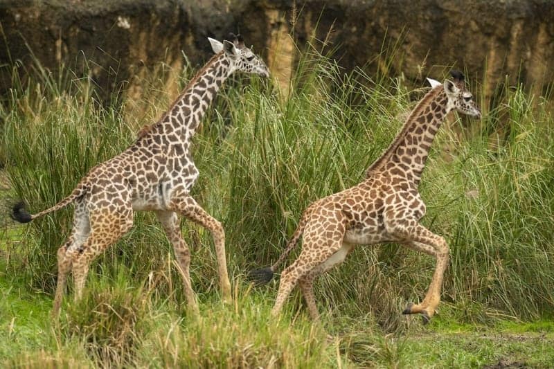 Meet Amira the Newest Calf in Disney's Animal Kingdom