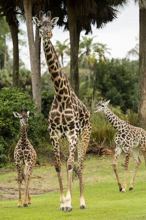 Meet Amira the Newest Calf in Disney's Animal Kingdom