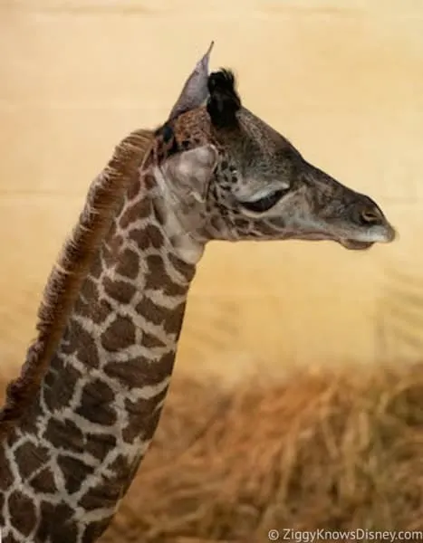 baby boy giraffe born Kilimanjaro safari