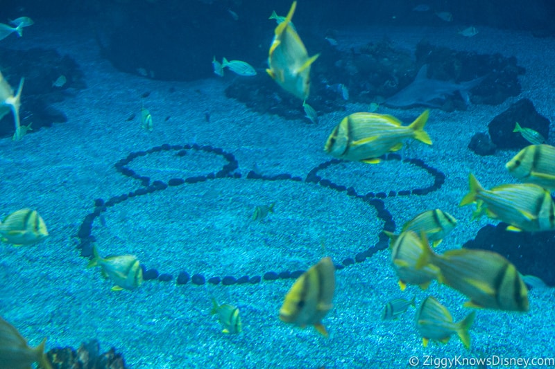 Hidden Mickey in the Seas aquarium