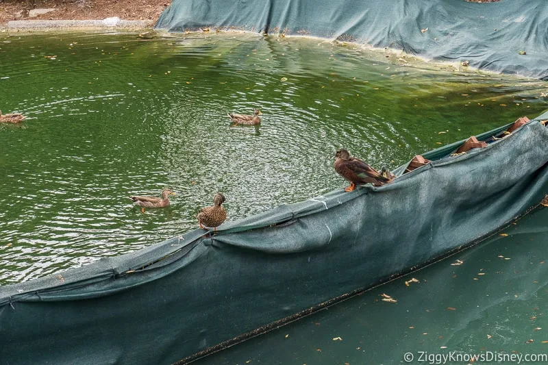 Cinderella Castle Moat Filled in Magic Kingdom ducks on top of dam
