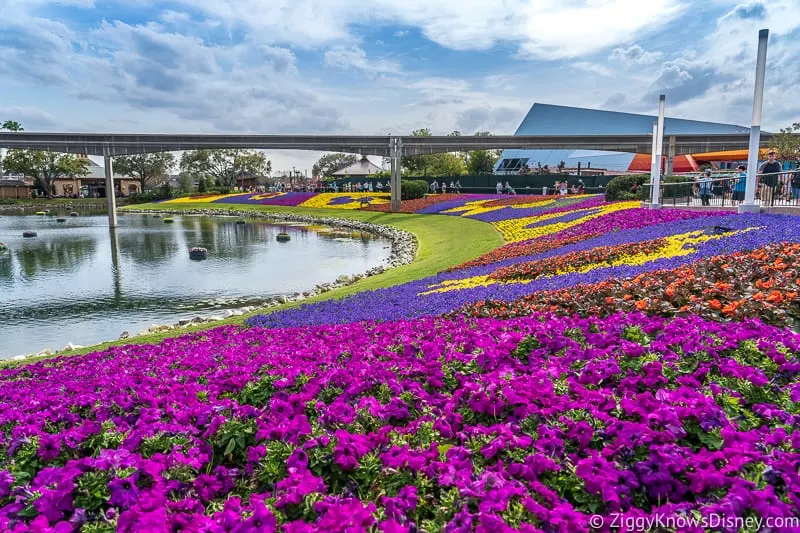 colored flowers for EPCOT Flower and Garden Festival