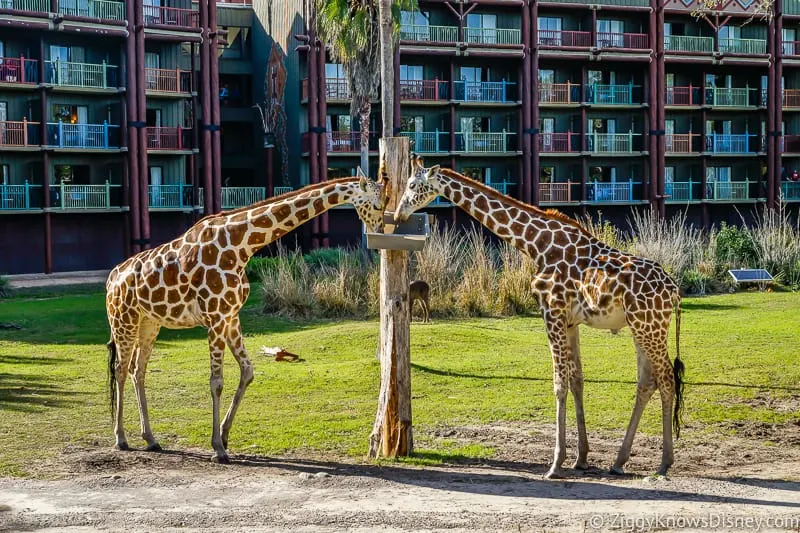 2 giraffes outside Disney's Animal Kingdom Lodge