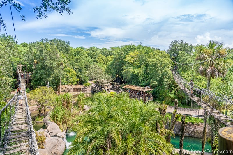 View from the bridges Wild Africa Trek Animal Kingdom