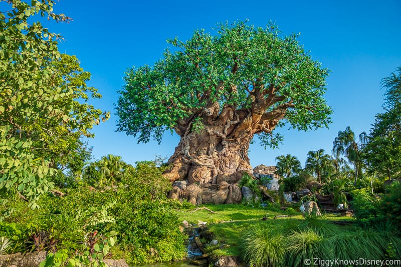 Disney's Animal Kingdom After Reopening | What's Open in 2021