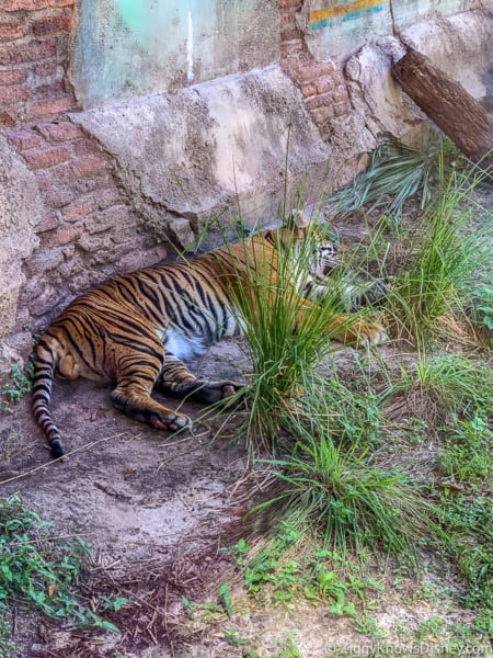 Animal Kingdom touring guide after reopening