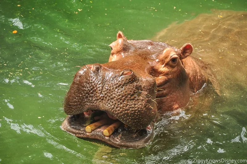 Hippo on Wild Africa Trek Animal Kingdom