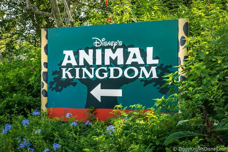 Animal Kingdom guide after reopening