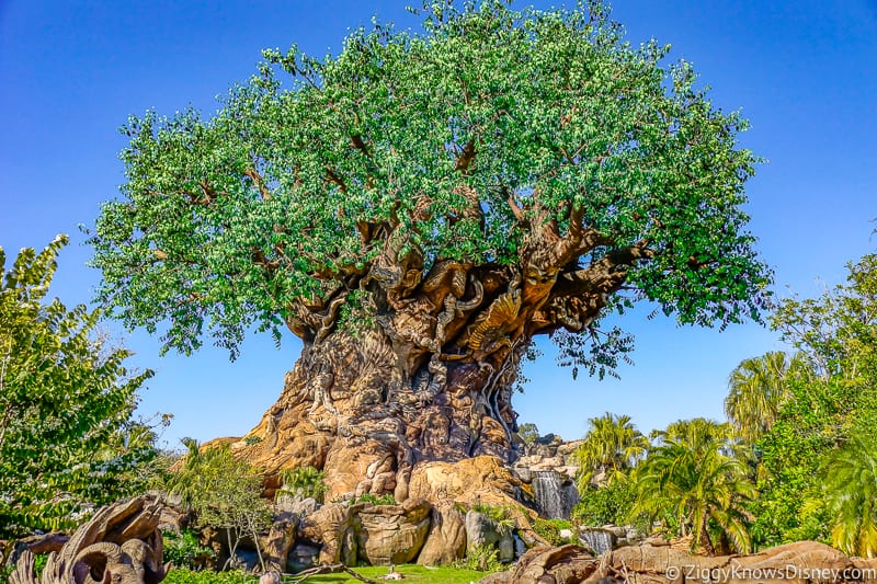 Disney's Animal Kingdom Park