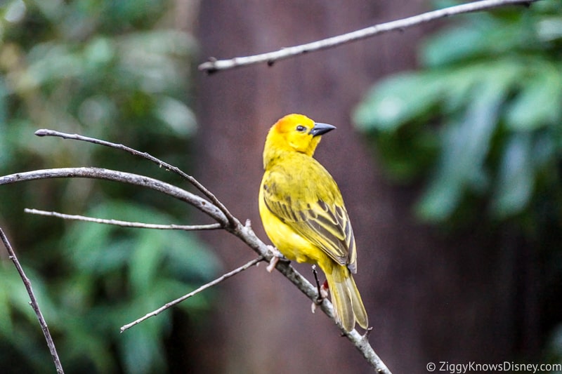 Yellow Bird