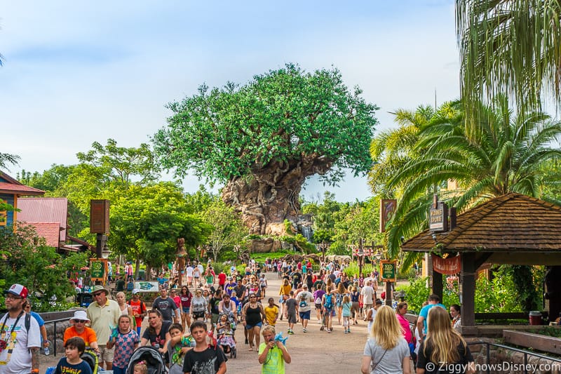 Bride to Discovery Island Animal Kingdom