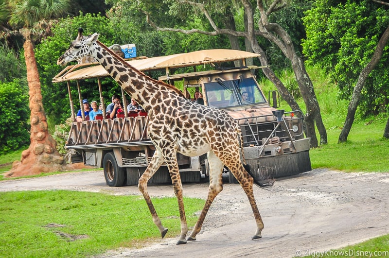 Giraffe at Animal Kingdom