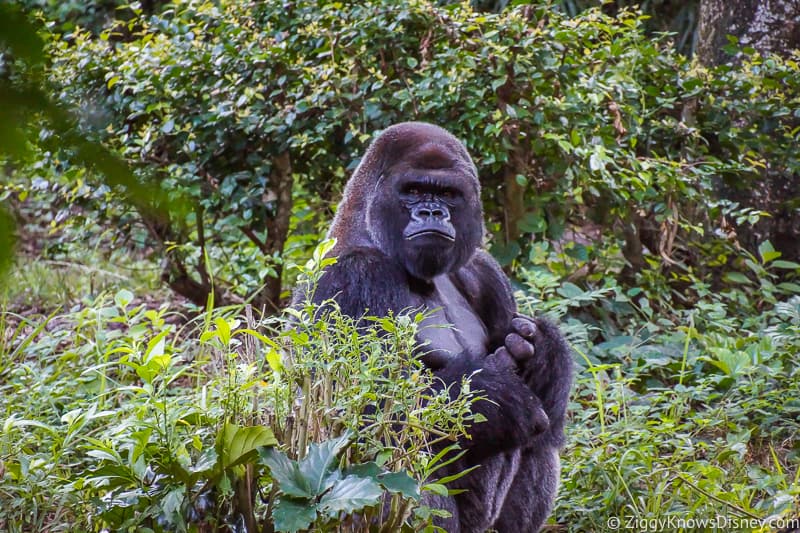 Gorilla Falls Exploration Trail