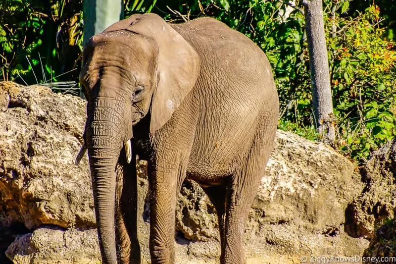 Elephant on Safari at Animal Kingdom