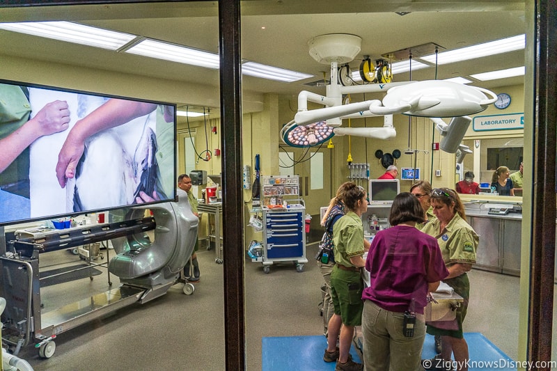 Conservation Station animal operating room