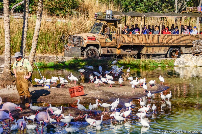 Jeep on Kilimanjaro Safaris