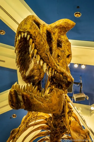 T-Rex skeleton Dinosaur ride