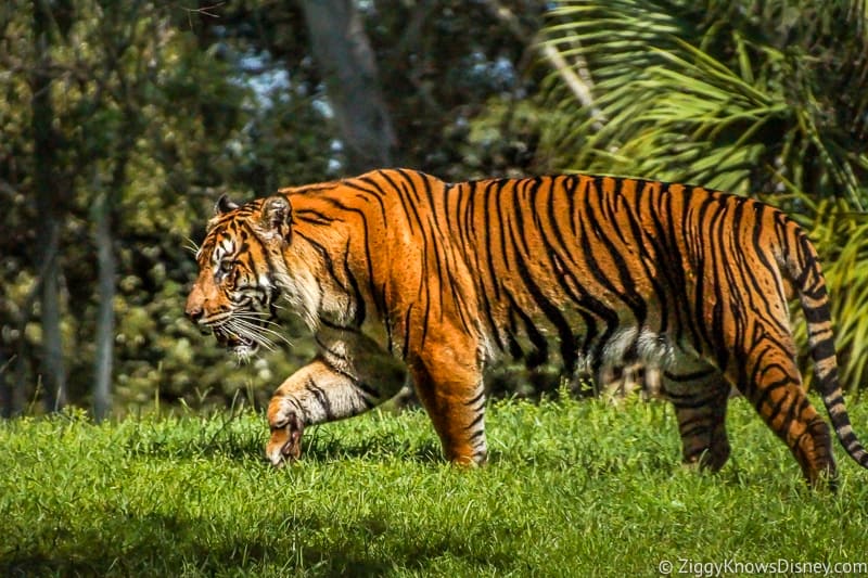 Tiger running at Animal Kingdom