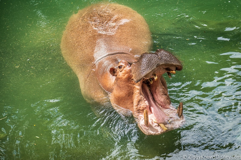 Hippo in the water on Kilimanjaro Safaris