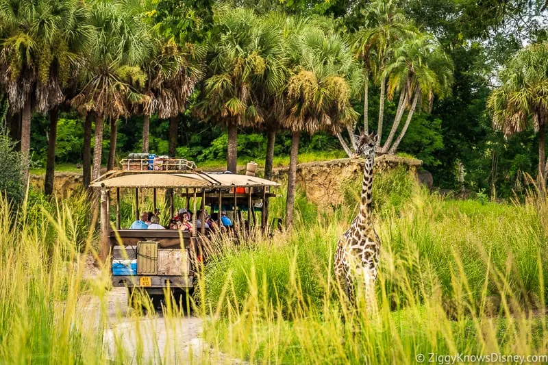 Giraffe looking at jeep going by on Kilimanjaro Safaris