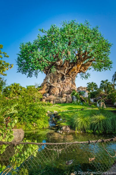 The Tree of Life at Disney's Animal Kingdom