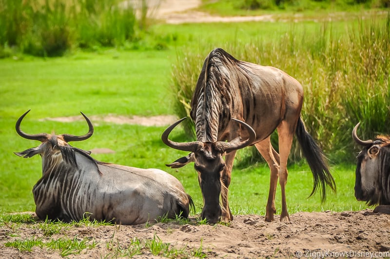 Wildebeest on Kilimanjaro safaris Animal Kingdom