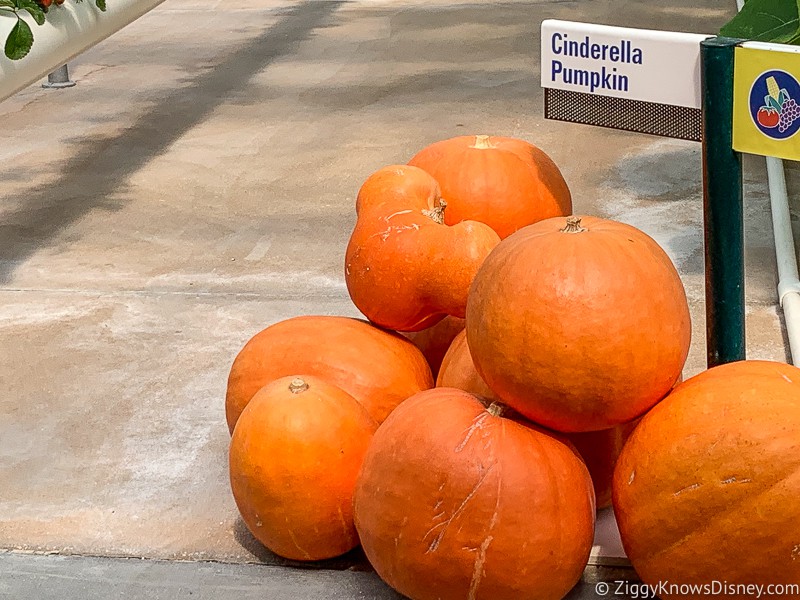 EPCOT Tours Behind the Seeds