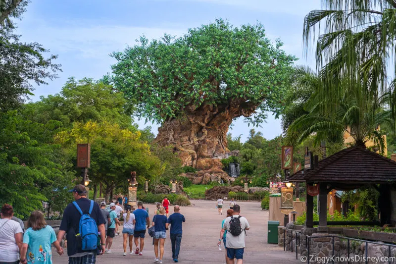 Animal Kingdom Crowds