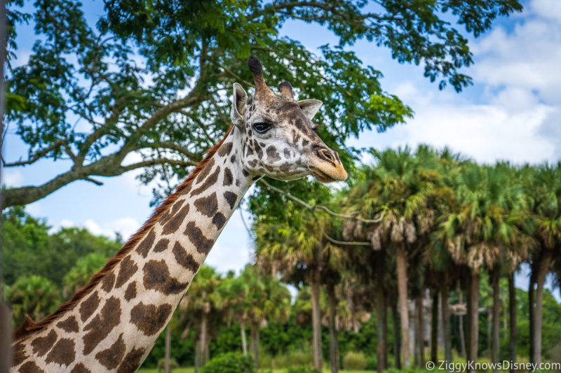 Giraffe Kilimanjaro Safaris