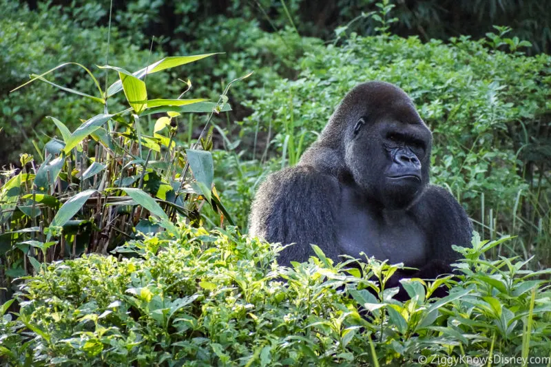 Gorilla Falls Exploration Trail Animal Kingdom