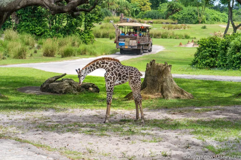 Kilimanjaro Safaris Disney's Animal Kingdom