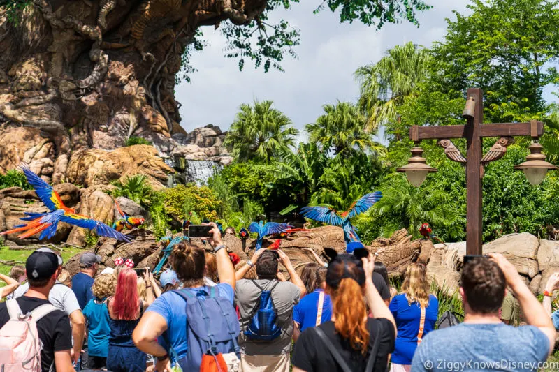 Animal Encounters: Winged Encounters Disney's Animal Kingdom Rides