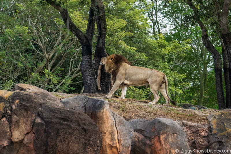 Family Attractions at Disney's Animal Kingdom