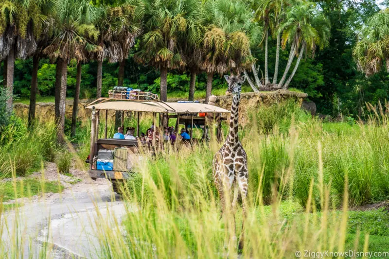 Kilimanjaro Safaris at Walt Disney World