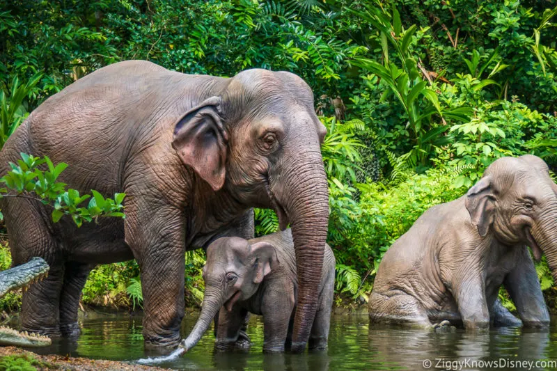 Best Disney World Rides Jungle Cruise