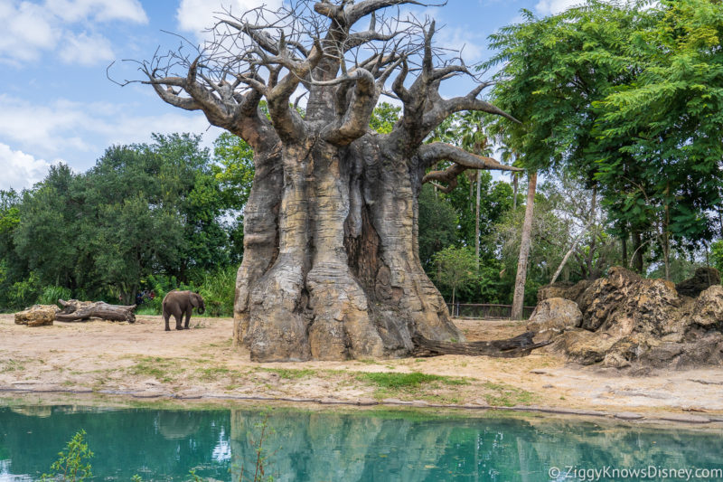 Kilimanjaro Safaris Animal Kingdom