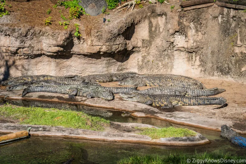 Crocodiles on Kilimanjaro Safaris