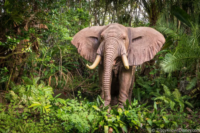 Jungle Cruise elephant