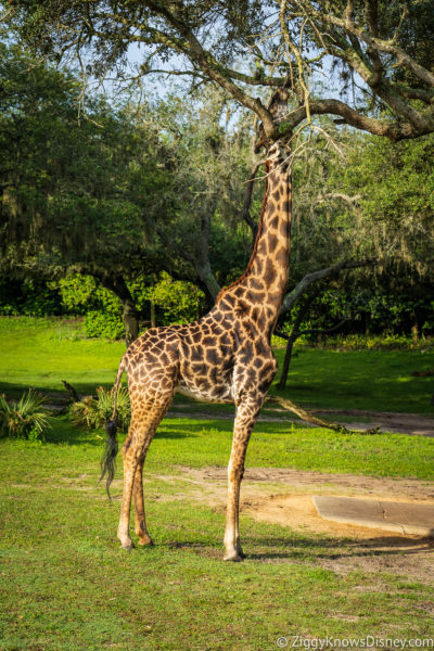 Kilmanjaro Safaris Giraffe