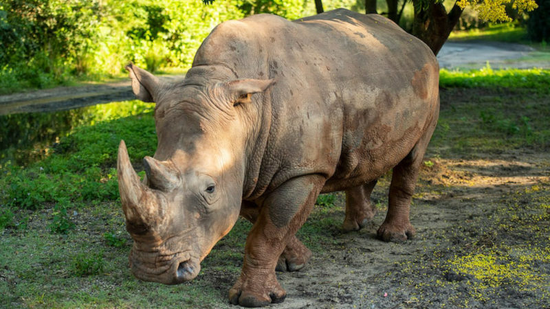 Up Close with Rhinos Tour